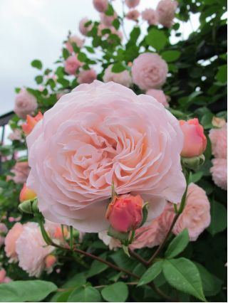 Panjat bibit mawar - merah muda - pot - 