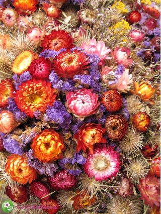 Plants for Dried Bouquets mixed seeds