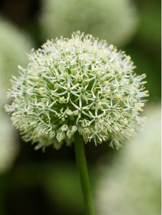 Allium Mont Blanc - لامپ / غده / ریشه