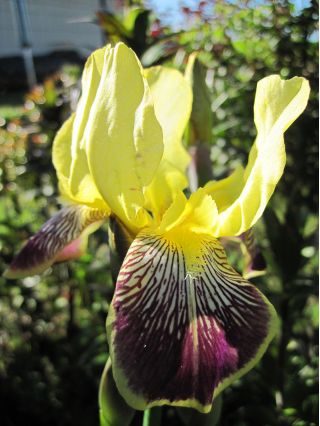 Iris germanica Nibelungen - umbi / umbi / akar