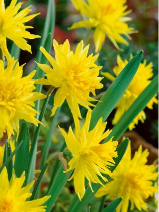 Narcissus Rip Van Winkle - Daffodil Rip Van Winkle - 5 لامپ