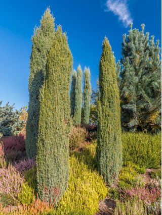Közönséges boróka - Juniperus communis - magok