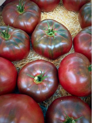 Tomat - Noire de Crimee - Lycopersicon esculentum Mill  - frø