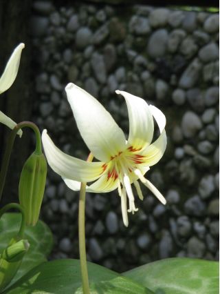 Erythronium White Beauty – Zahnlilie White Beauty