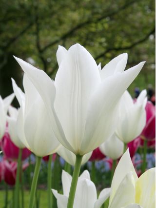 Tulipa Λευκά Φτερά - Λευκό Τριαντάφυλλο Tulip - 5 βολβοί - Tulipa White Wings