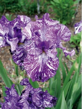 Iris germanica Батик - цибулина / бульба / корінь