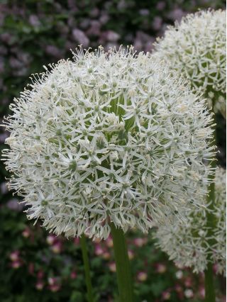 Dekorativ hvitløk - White Giant - Allium White Giant