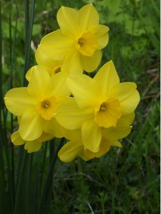 Narcissus Baby Moon - Daffodil Baby Moon - 5 củ