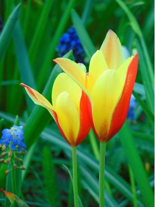 Тюльпан Chrysantha - пакет из 5 штук - Tulipa Chrysantha