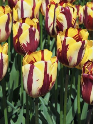 Tulipa El Cid - pacote de 5 peças