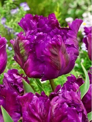 Tulipa Bold Parrot - Tulip Έντονη παπαγάλος - 5 βολβοί - Tulipa Negrita Parrot