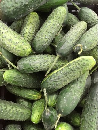 Cucumber "Sremianin F1" - very early, highly productive field variety