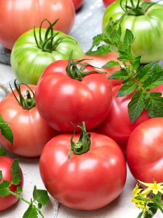 番茄“Zorza Torunska” - 非常早，覆盆子，肉质品种 -  200粒种子 - Lycopersicon esculentum Mill  - 種子