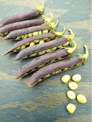 Горох "Blauwschokker" - пурпурні стручки - Pisum sativum - насіння
