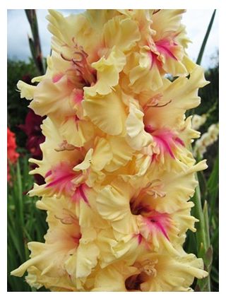 Gladiolsläktet London - paket med 5 stycken - Gladiolus