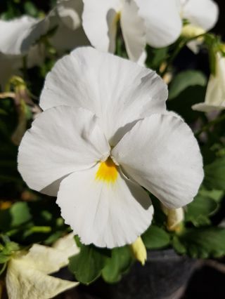 Швейцарський садок - білий - Viola x wittrockiana Schweizer Riesen - насіння
