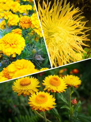 Giallo - 3 फूल वाले पौधों की प्रजातियों के बीज - 