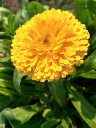Pot marigold "Santana"; berkerumun, marigold umum, marigold Scotch - Calendula officinalis - biji