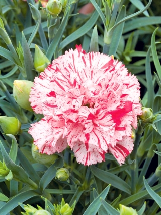 Dārza neļķe - Szabo - mix - 99 sēklas - Dianthus caryophyllus Chabaud