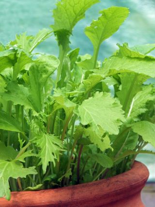 미니 정원 - 짭짤한 컷오프 - 발코니와 테라스에서 재배하기 -  Cichorium intybus, Cichorium endivia, Brassica rapa var. japonica, Lactuca sativa - 씨앗