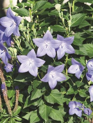 Platycodon, flor de globo - Fuji Blue; Bellflower chino