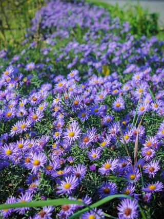 Berg-Aster - lavendelblaue, ausdauernde Blumen; Kalk-Aster