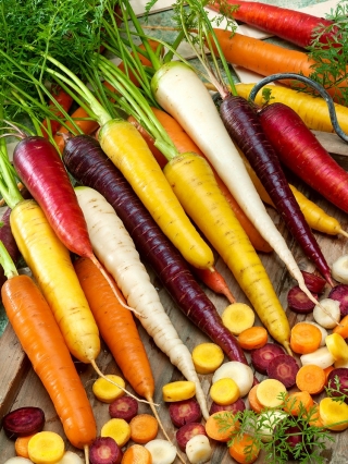 Campuran berbagai wortel dengan akar multi-warna - Daucus carota - biji