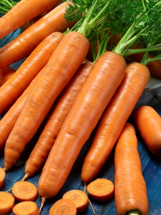 Valgomosios morkos - Karotina - 4250 sėklos - Daucus carota