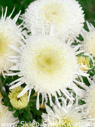 נסיכה אסטר גבוה "Cymes" - לבן - 450 זרעים - Callistephus chinensis 