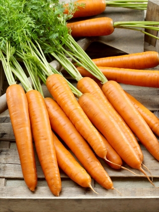 Carrot'Berlikumer 2  -  Perfekcja' - 晚品种 -  100克 -  Daucus carota ‘Berlikumer 2 - Perfekcja' - 種子