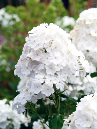 Phlox White - květinové cibulky / hlíza / kořen