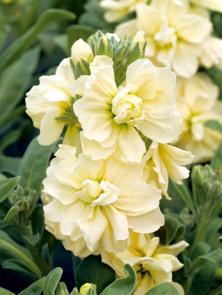 Hoary stock "Varsovia Bona" - pale yellow; gilly flower