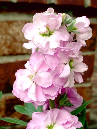 Slada "Varsovia Mela" - bijelo-ružičasta; gilly cvijet - Matthiola incana annua - sjemenke