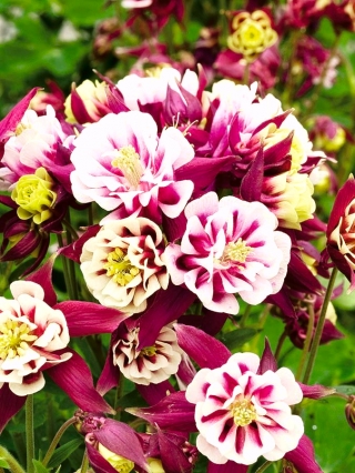 Büyükannenin kaputu "Winky Kırmızı Beyaz" - çift çiçekli; hasekiküpesi - Aquilegia vulgaris - tohumlar