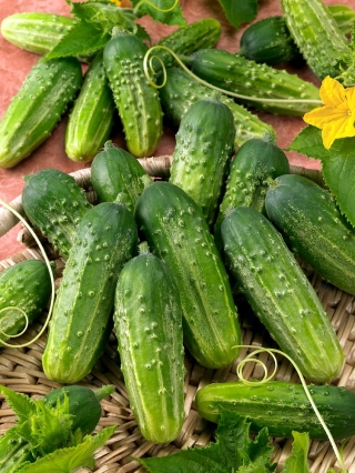 Cucumber "Anulka" - field, gherkin variety - COATED SEEDS - 50 seeds