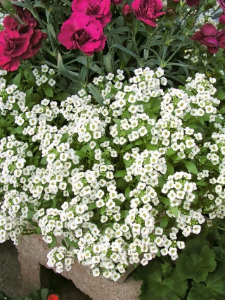 Alisso - branco - 1750 sementes - Lobularia maritima