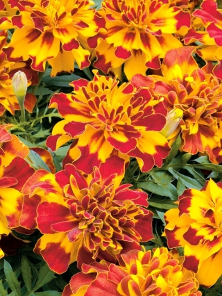 Mexican marigold "Flamenco" - single-flowered; Aztec marigold