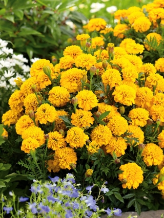 Mexican marigold "Gypsy Sunshine" - low-growing variety; Aztec marigold