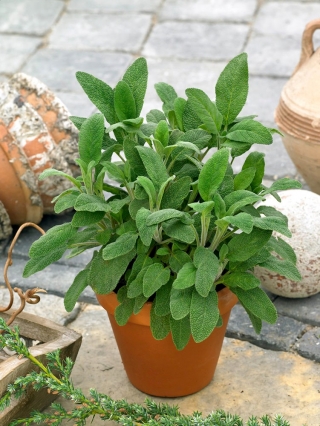 샐비어 씨앗 - 샐비어 officinalis - 130 종자 - Salvia officinalis