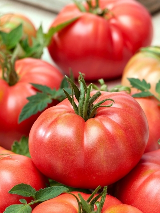 حقل الطماطم "التوت وارسو" - 175 البذور - Lycopersicon esculentum Mill  - ابذرة