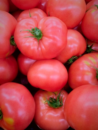 Tomato "Aurora Torunska" - very early, raspberry, fleshy variety - 160 seeds