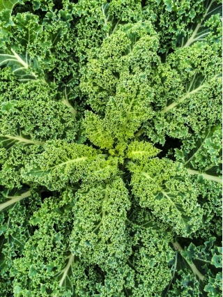Kale "Halbhoher grüner krauser" - 50 g biji - 15000 biji - Brassica oleracea L. var. sabellica L.