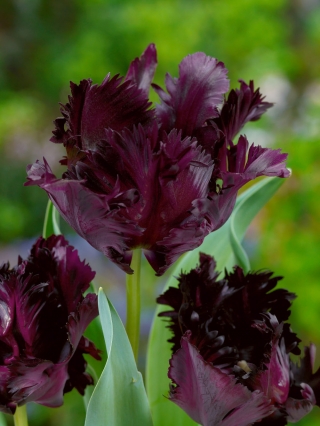 Tulipe 'Black Parrot' - grand paquet - 50 pcs
