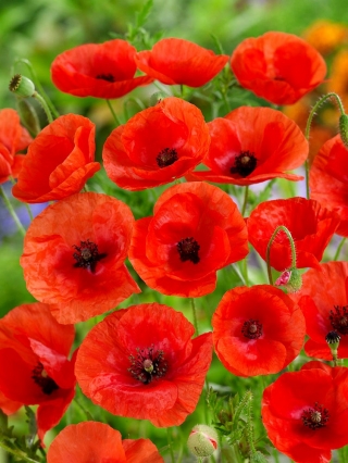 Common Poppy, Red poppy - a classic variety