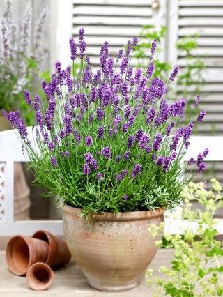 True Lavendel, Fine Lavendelfrø - Lavendula Vera - 180 frø - Lavendula officinalis