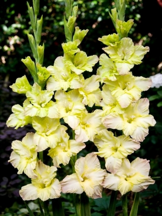 Alicia gladiolus - 5 pcs