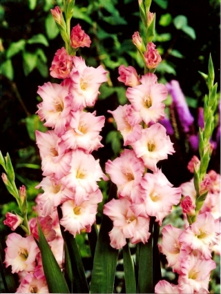 Dolce Vita gladiolus - 5 kpl