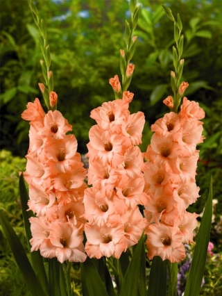 Donatella gladiolus - large package! - 50 pcs