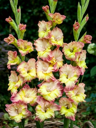 Bacia Verde Gladiolus - 5 peças