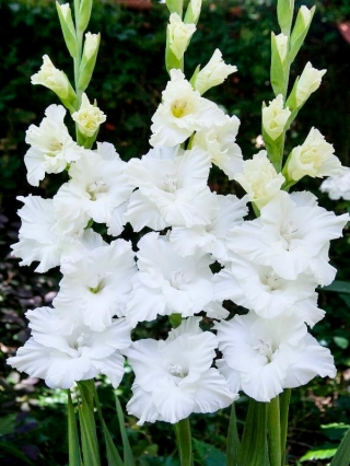 Tarantella gladiolus - 5 stk.